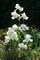 Immortality Tall Bearded German Iris - REBLOOMER - One Top Size Root